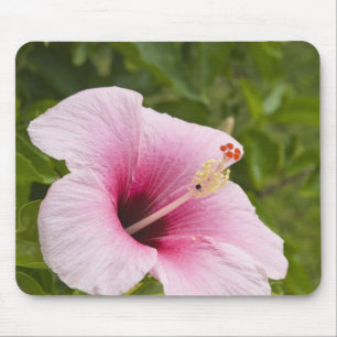 Cookinseln, Atiu. Blume des Hibiskus. Mousepad
