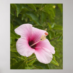 Cookinseln, Atiu. Blume des Hibiskus. Poster