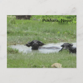 Cool behaltend in Pokhara Postkarte