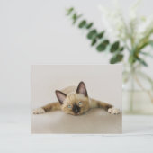 Cool bleibe und kühl das Kätzchen aus. Postkarte (Stehend Vorderseite)