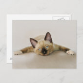 Cool bleibe und kühl das Kätzchen aus. Postkarte (Vorne/Hinten)