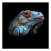 Cool Blue Iguana Poster (Vorderseite)