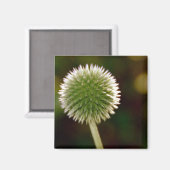 Cool Globe Thistle Magnet (Vorderseite/Rückseite)