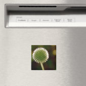 Cool Globe Thistle Magnet (In Situ (Geschirrspüler))