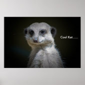 Cool Kat...... Poster (Vorne)