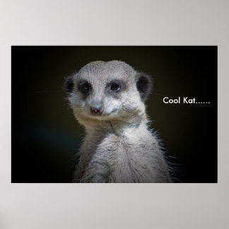 Cool Kat...... Poster