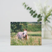 Cool King McCue Postcard Postkarte (Stehend Vorderseite)