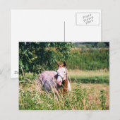 Cool King McCue Postcard Postkarte (Vorne/Hinten)