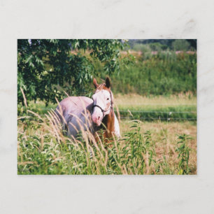 Cool King McCue Postcard Postkarte