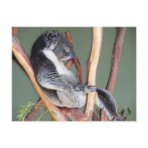 Cool Koala