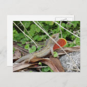 Cool Lizard Anole Postkarte (Vorne/Hinten)
