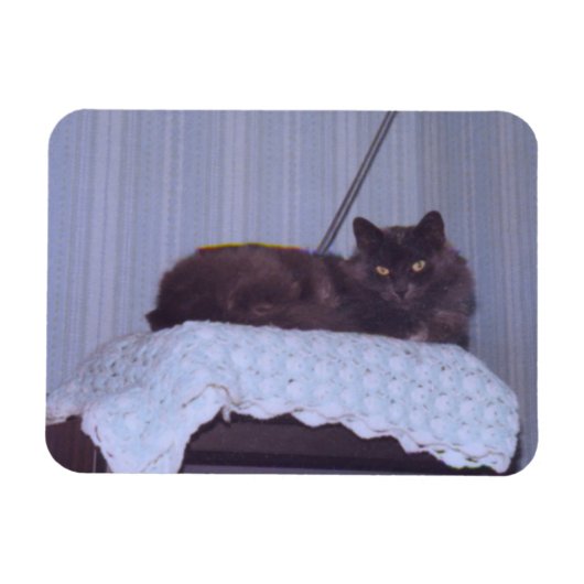 Cool Nebelung Magnet (Horizontal)