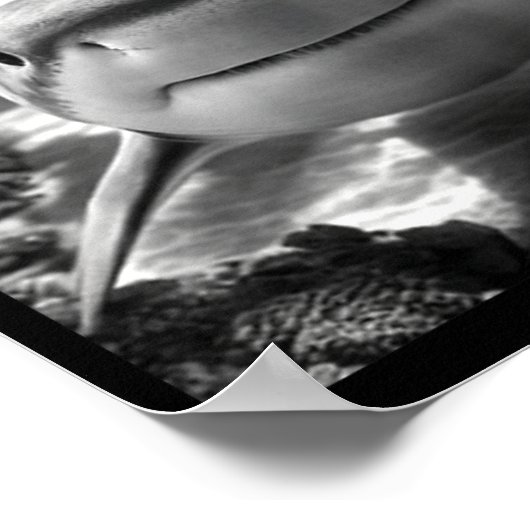 Cool Shark Animal Selfie  Poster (Ecke)