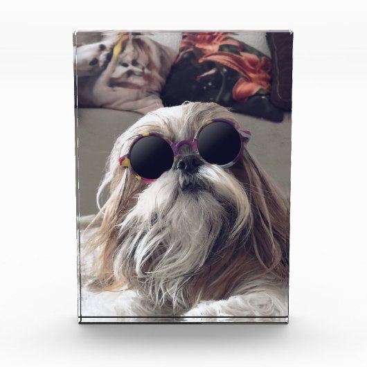 Cool Shih Tzu lang haar Vintag Sonnenbrille Foto (Vorderseite)