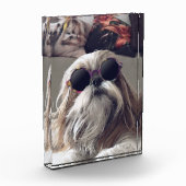 Cool Shih Tzu lang haar Vintag Sonnenbrille Foto (Links)