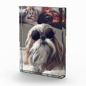 Cool Shih Tzu lang haar Vintag Sonnenbrille Foto (Rechts)