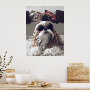 Cool Shih Tzu lang haar Vintag Sonnenbrille Foto Poster
