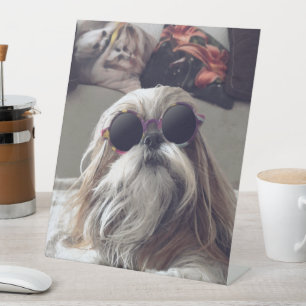 Cool Shih Tzu lang haar Vintag Sonnenbrille Foto Sockelschild