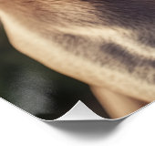 Cool Weimaraner Dog with Flat Cap & Sunglasses Poster (Ecke)