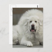 cool White Tibetan Mastiff Postkarte (Vorne/Hinten)