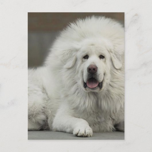 cool White Tibetan Mastiff Postkarte (Vorderseite)