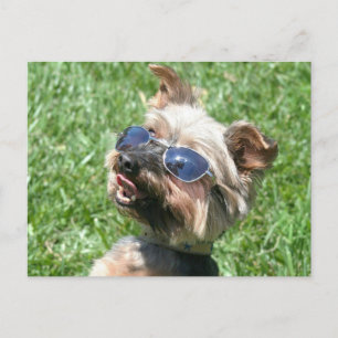 Cool Yorkshire Terrier Postcard Postkarte