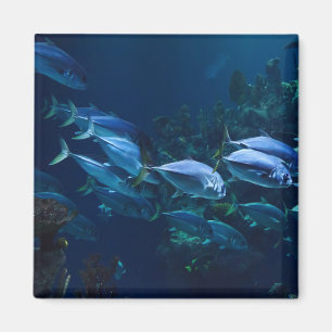 Coole Aquarienfische dunkles Wasser Magnet