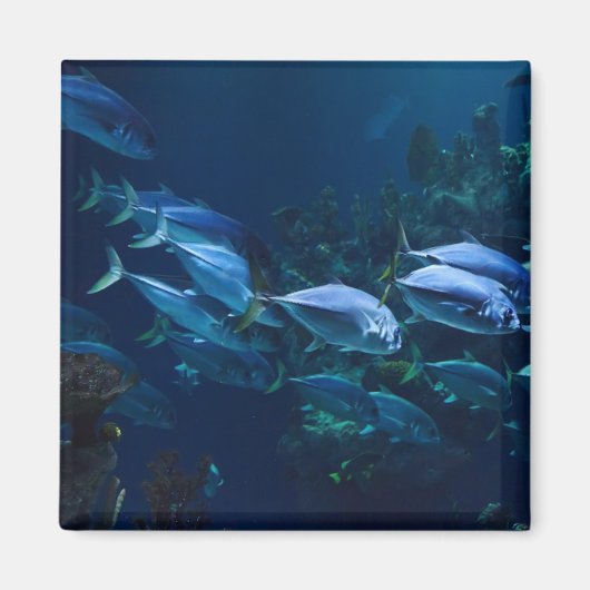 Coole Aquarienfische dunkles Wasser Magnet (Vorne)
