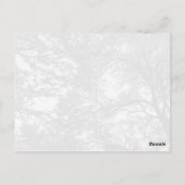 Coole Baumfotografie. Postkarte (Rückseite)