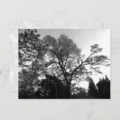 Coole Baumfotografie. Postkarte (Vorne/Hinten)