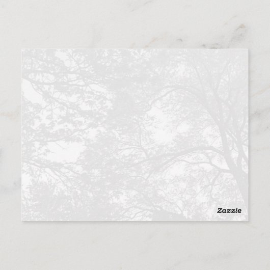 Coole Baumfotografie. Postkarte (Rückseite)