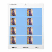 coole Blaukatze (Vorne)