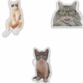 Coole Cat Memes Aufkleber (Vorderseite)