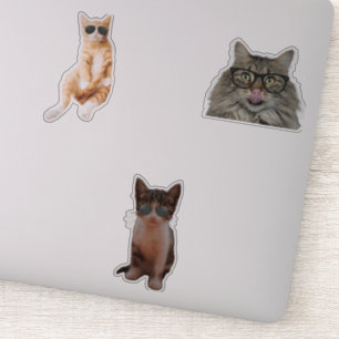 Coole Cat Memes Aufkleber