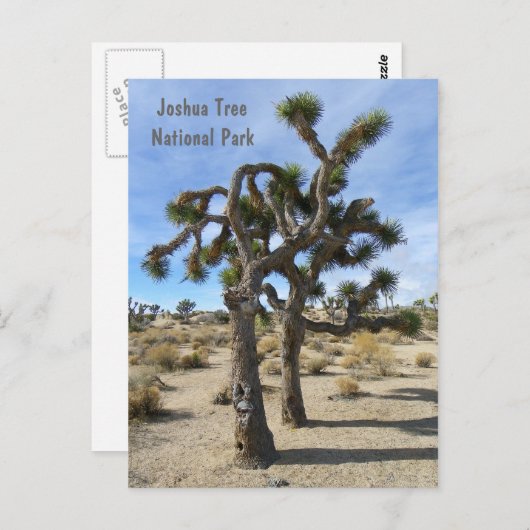 Coole Joshua Tree Postcard! Postkarte (Vorne/Hinten)