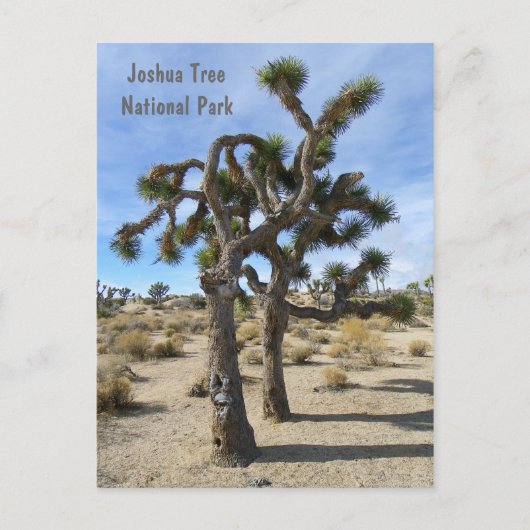 Coole Joshua Tree Postcard! Postkarte (Vorderseite)