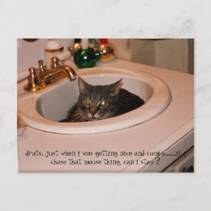coole Katze im Sommer Postkarte