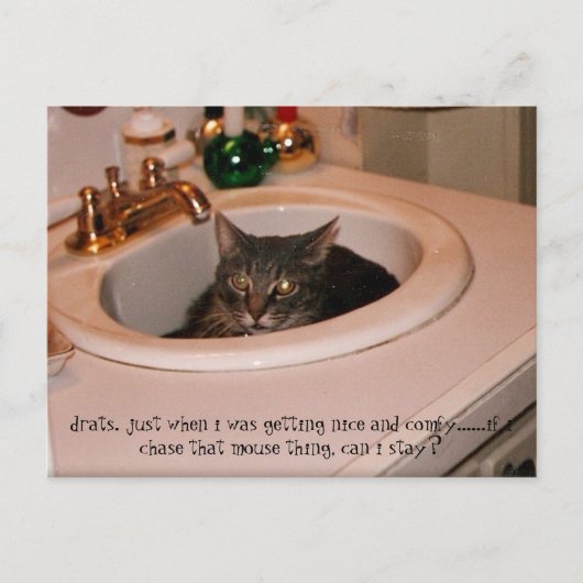 coole Katze im Sommer Postkarte (Vorderseite)