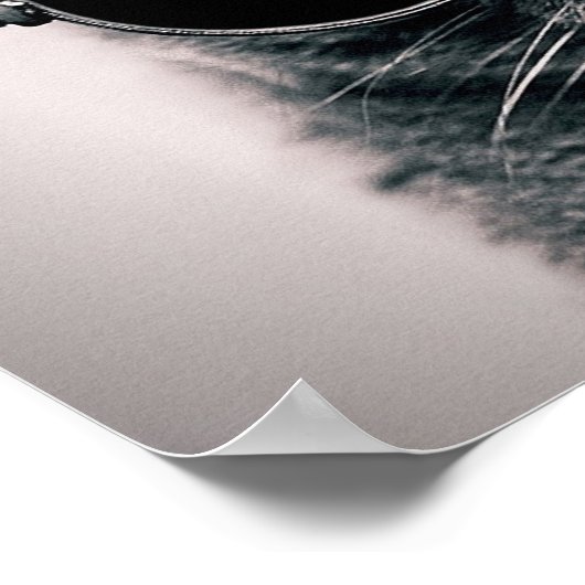 Coole Katze Poster (Ecke)