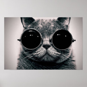 Coole Katze Poster
