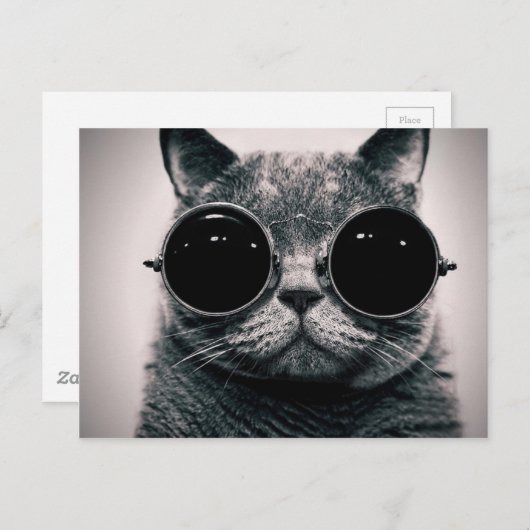 coole Katze! Postkarte (Vorne/Hinten)
