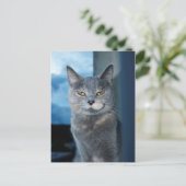 coole Katzenpostkarte Postkarte (Stehend Vorderseite)