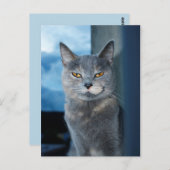 coole Katzenpostkarte Postkarte (Vorne/Hinten)