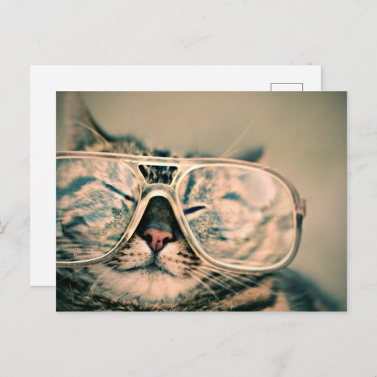 Coole Kitty in einer überdachten Brille Postkarte (Vorne/Hinten)