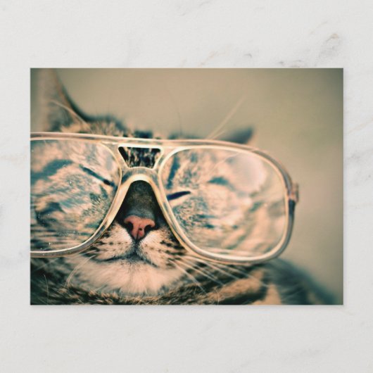 Coole Kitty in einer überdachten Brille Postkarte (Vorderseite)