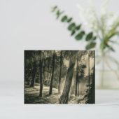 Coole Naturgeschenke aus Schwarz- und Weißwald Postkarte (Stehend Vorderseite)