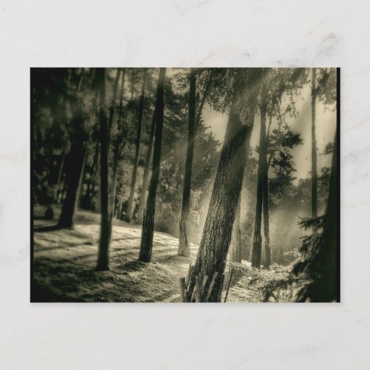 Coole Naturgeschenke aus Schwarz- und Weißwald Postkarte (Vorderseite)