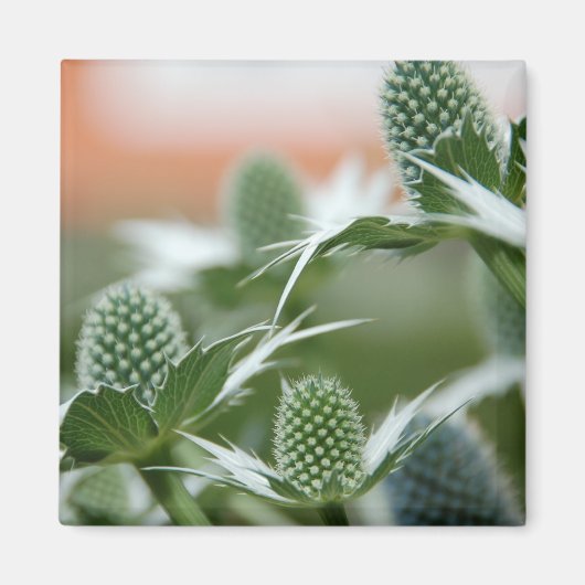 Coole Pflanze Magnet (Vorne)