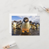 Coole Pinguine Karte (Vorderseite/Rückseite Beispiel)
