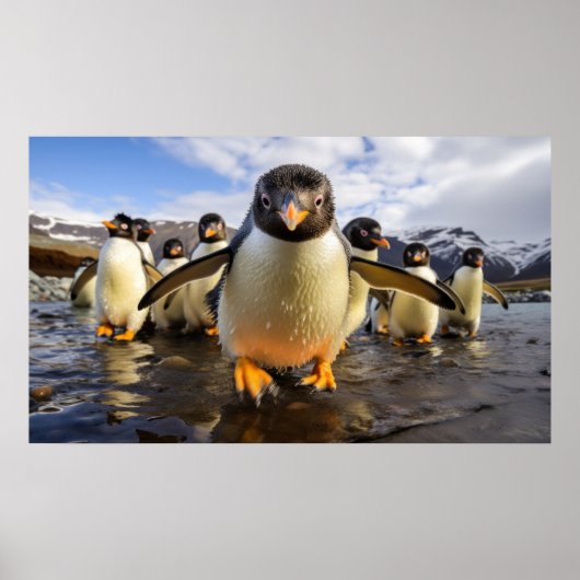 Coole Pinguine Poster (Vorne)